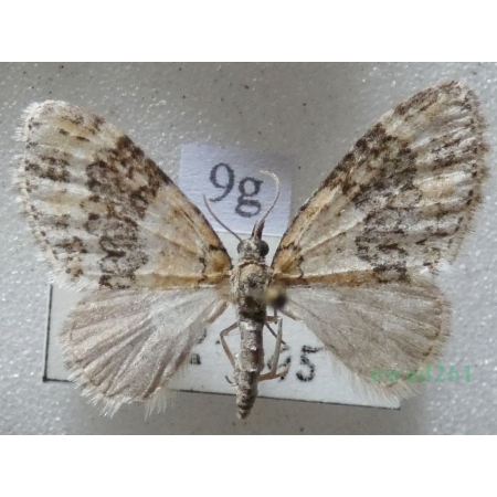 Acasis viretata (Hübner, 1799) Płatynka zielonka Czech9g